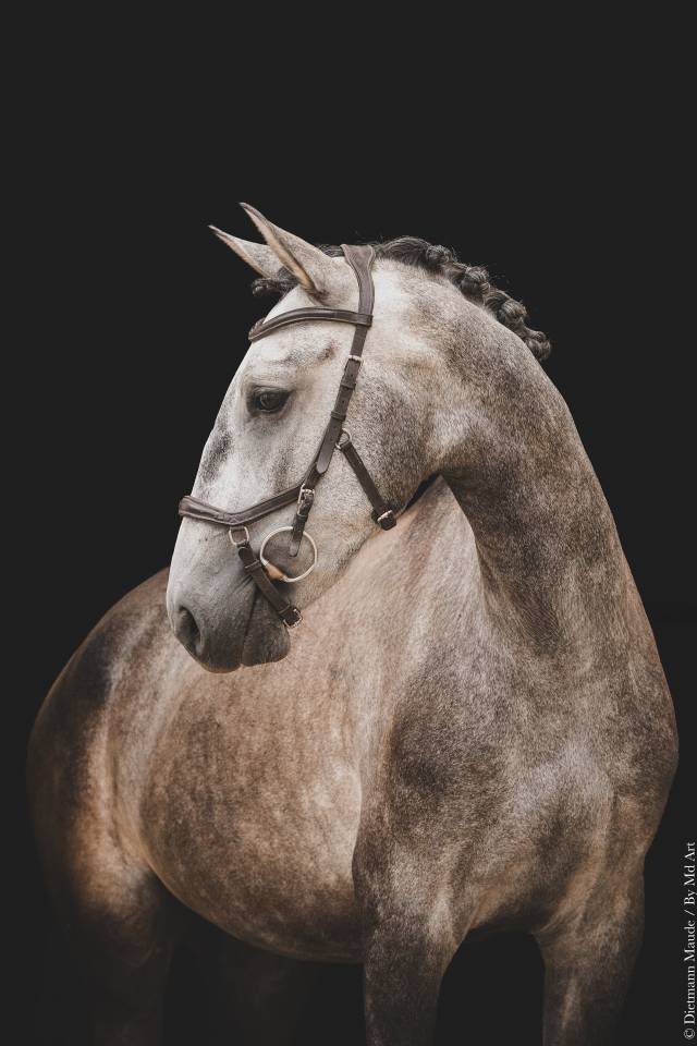 Veulen (ml) Lusitano Te koop 2022 Schimmel ,  QUIEFE HP