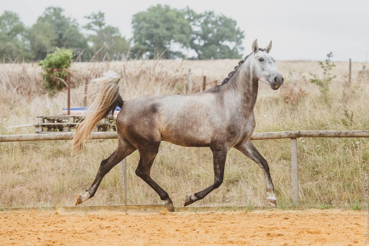 Veulen (ml) Lusitano Te koop 2022 Schimmel ,  QUIEFE HP
