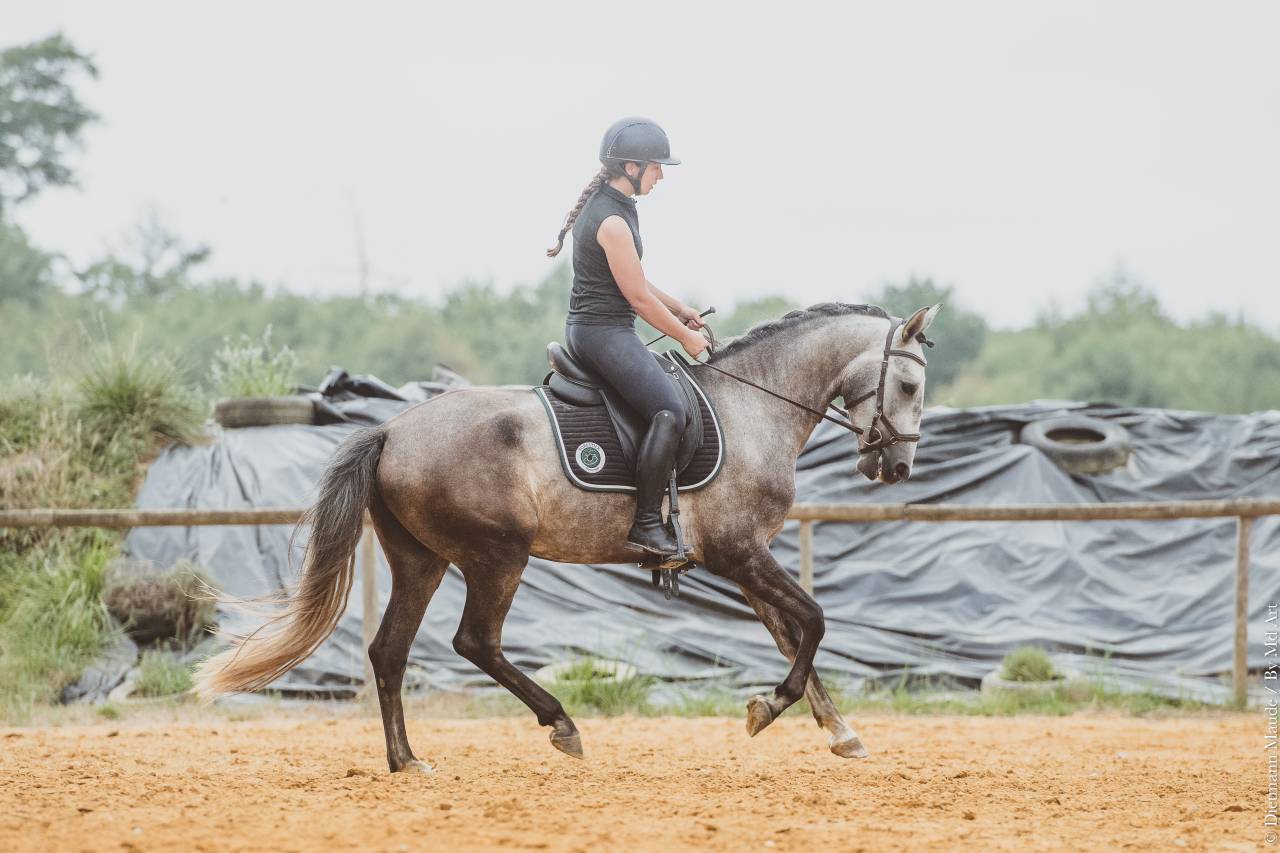 Veulen (ml) Lusitano Te koop 2022 Schimmel ,  QUIEFE HP