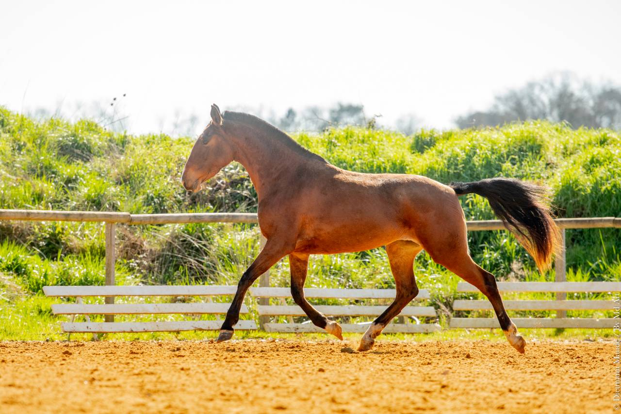 Veulen (vr) Lusitano Te koop 2022 Donker bruin / bai ,  ESPIRITO DA MATA