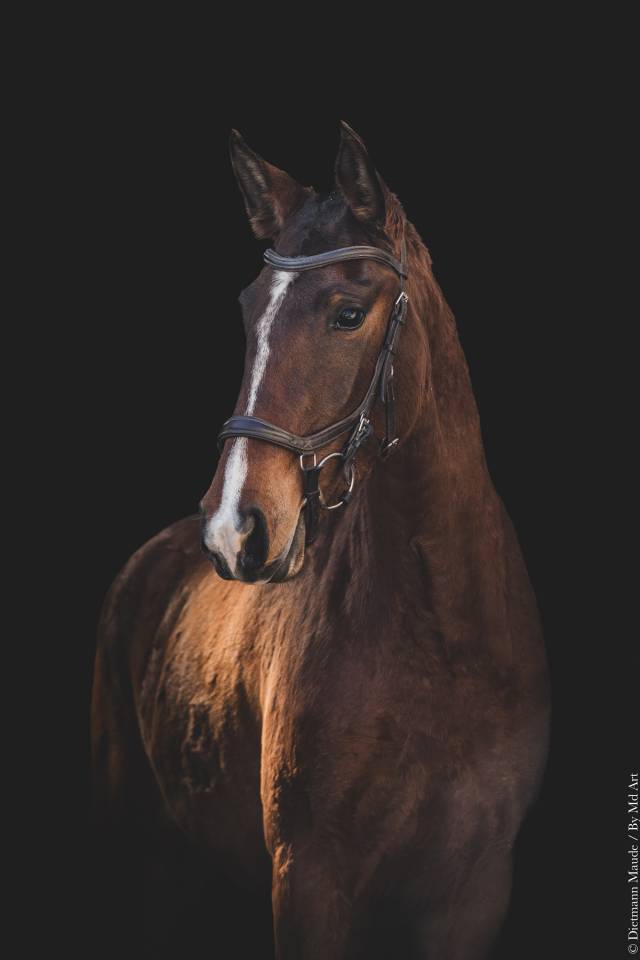 Veulen (vr) Lusitano Te koop 2022 Donker bruin / bai ,  ESPIRITO DA MATA