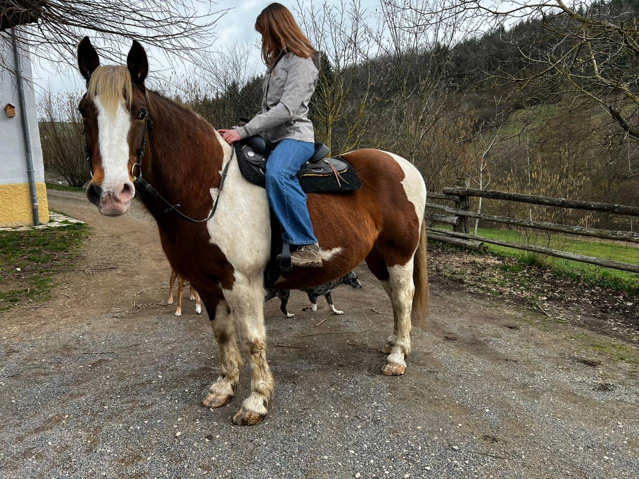 Ruin Draft paard Te leen 2009 Bont