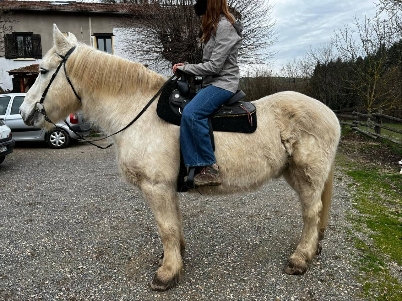 Ruin Draft paard Te leen 2009 Bont