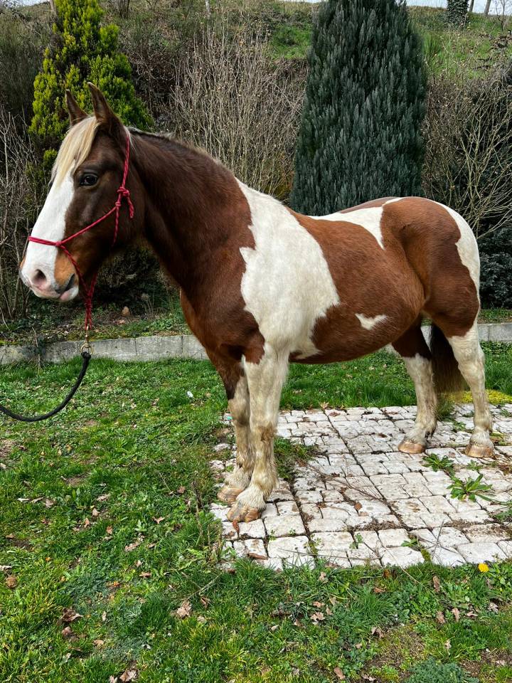 Ruin Draft paard Te leen 2009 Bont