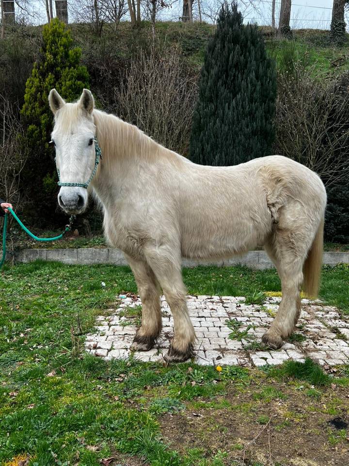 Ruin Draft paard Te leen 2009 Bont