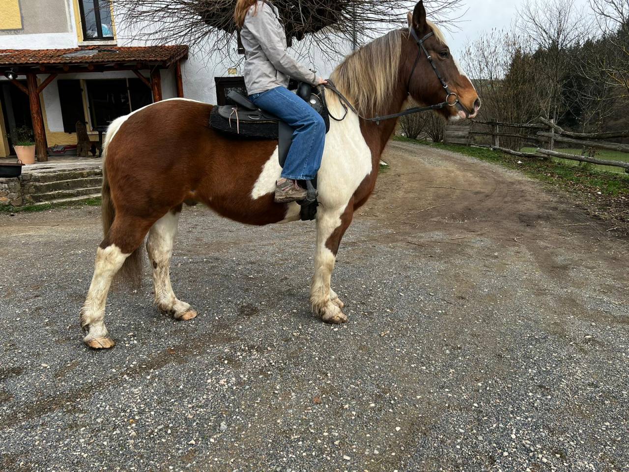 Ruin Draft paard Te leen 2009 Bont