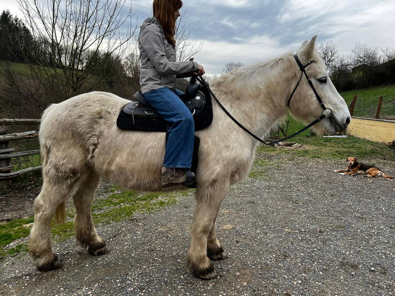 Ruin Draft paard Te leen 2009 Bont