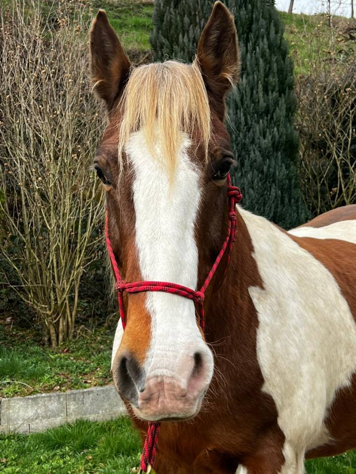 Ruin Draft paard Te leen 2009 Bont