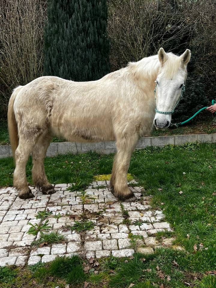 Ruin Draft paard Te leen 2009 Bont