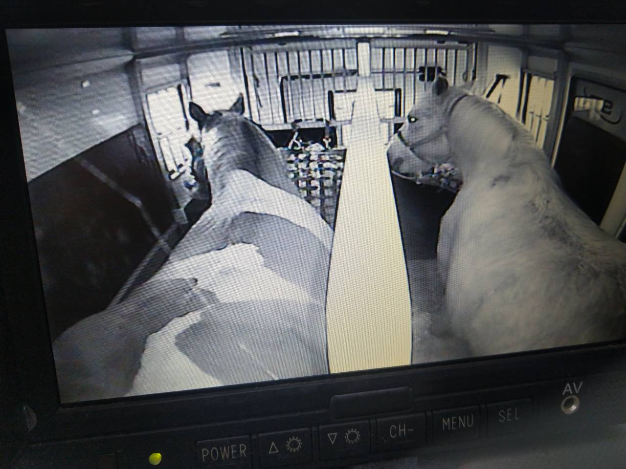 Ruin Draft paard Te leen 2009 Bont