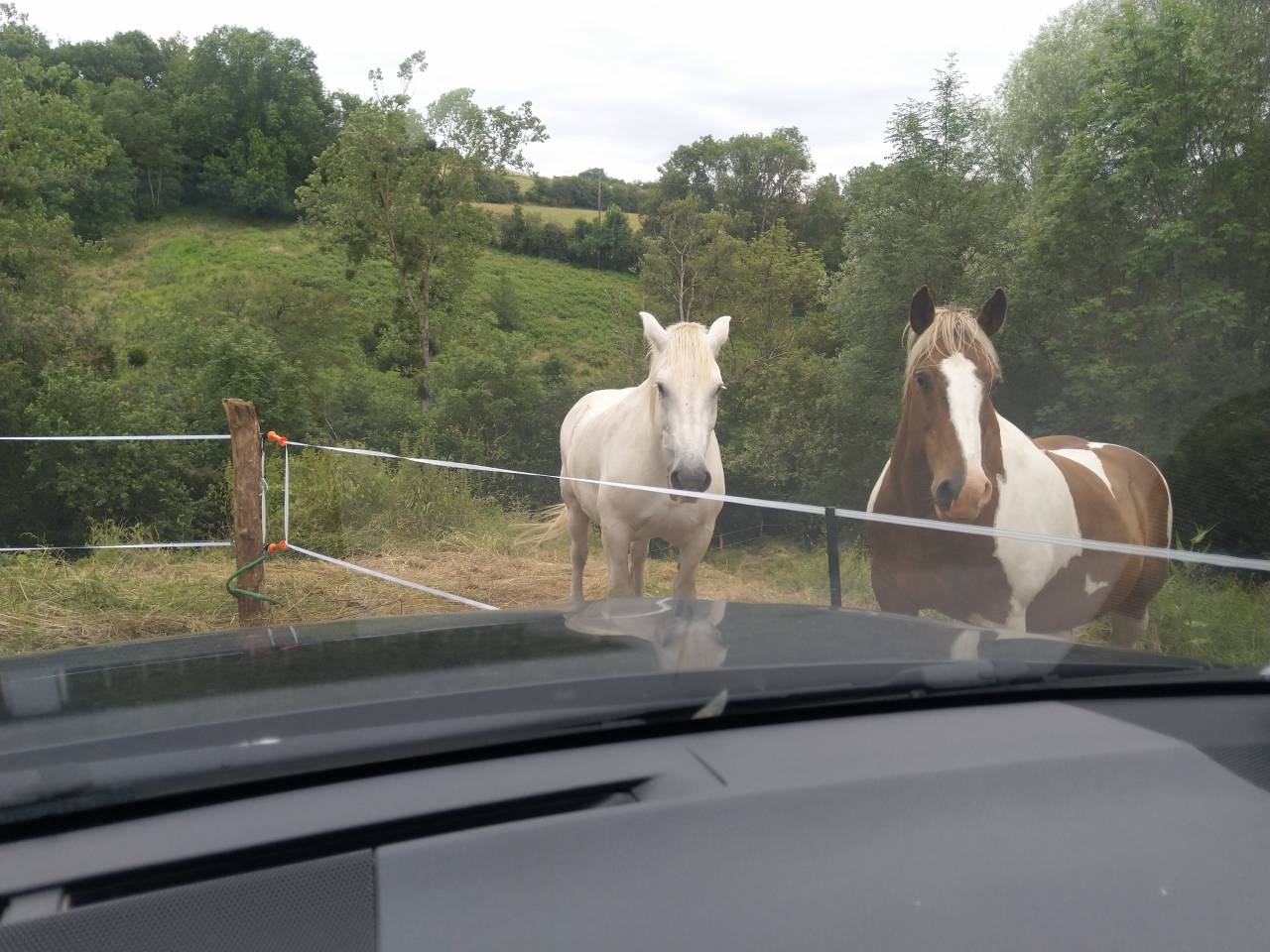 Ruin Draft paard Te leen 2009 Bont