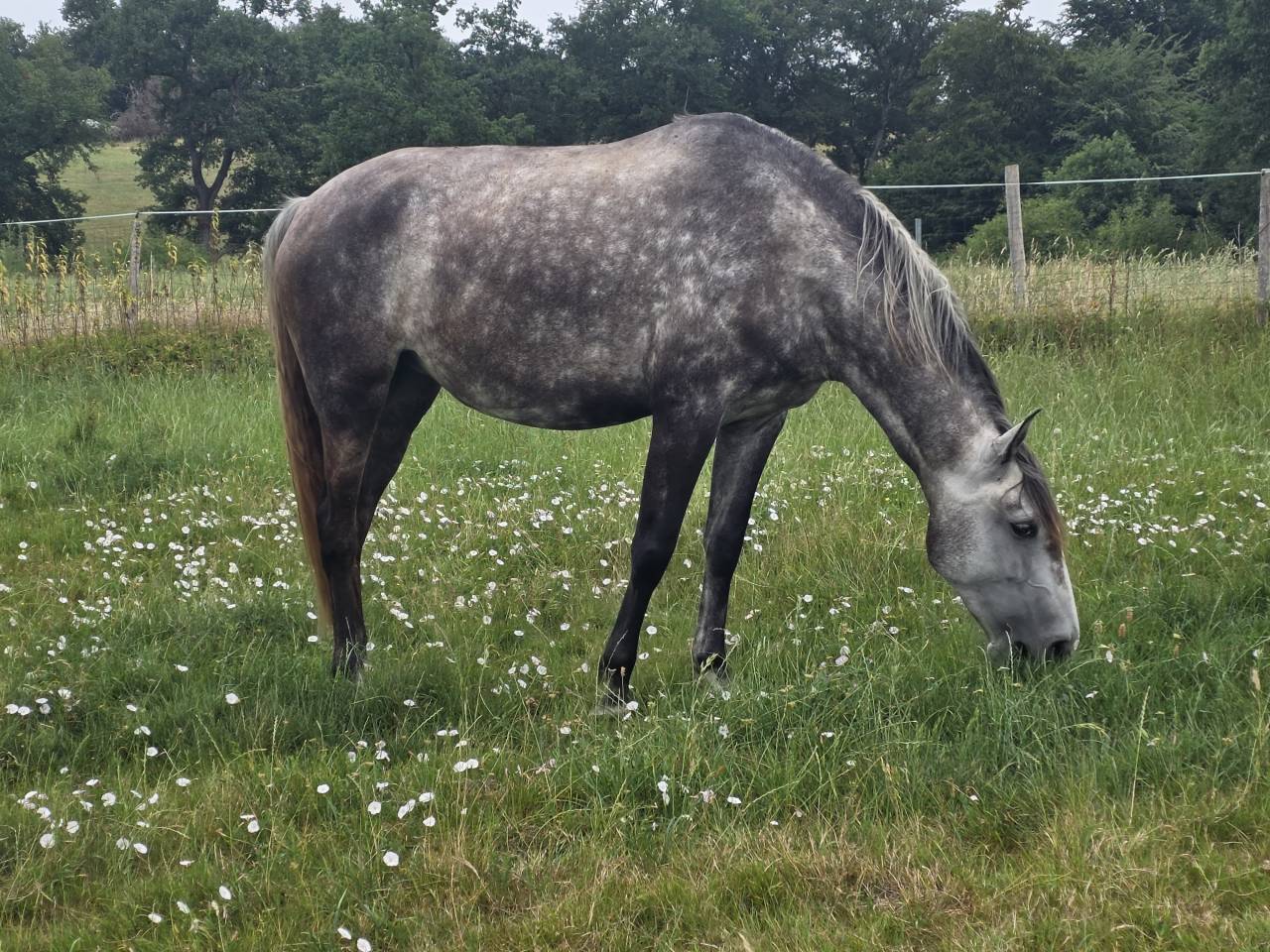 Veulen (vr) Lusitano Te koop 2021 Schimmel