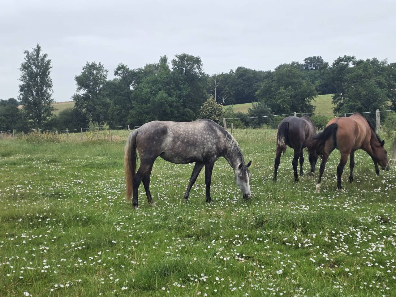 Veulen (vr) Lusitano Te koop 2021 Schimmel