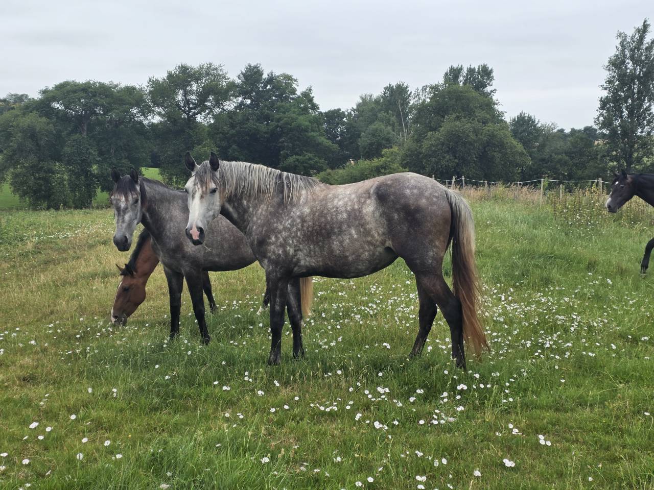 Veulen (vr) Lusitano Te koop 2021 Schimmel