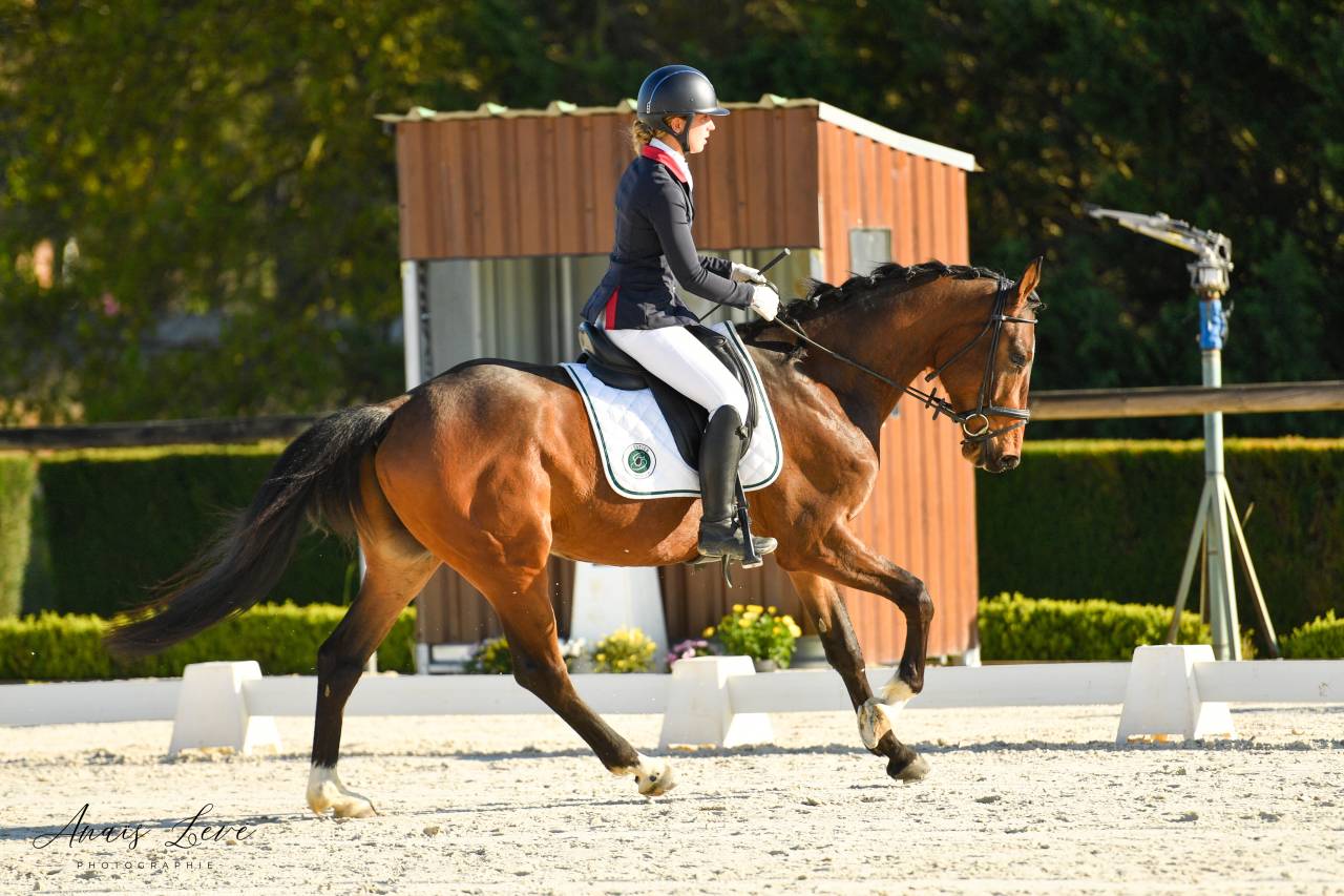 Ruin Bekend ras Te koop 2018 Donker bruin / bai ,  DAKTARI DE LA GESSE