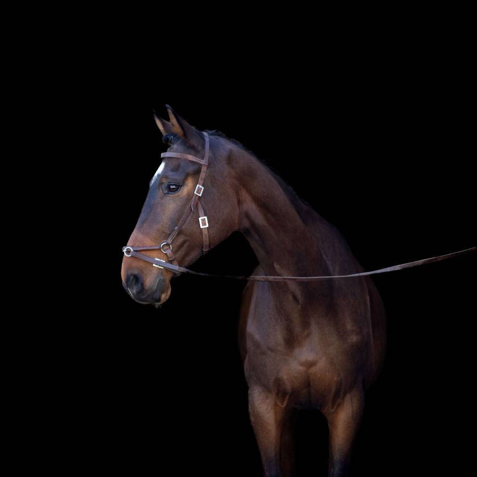 Ruin Bekend ras Te koop 2018 Donker bruin / bai ,  DAKTARI DE LA GESSE