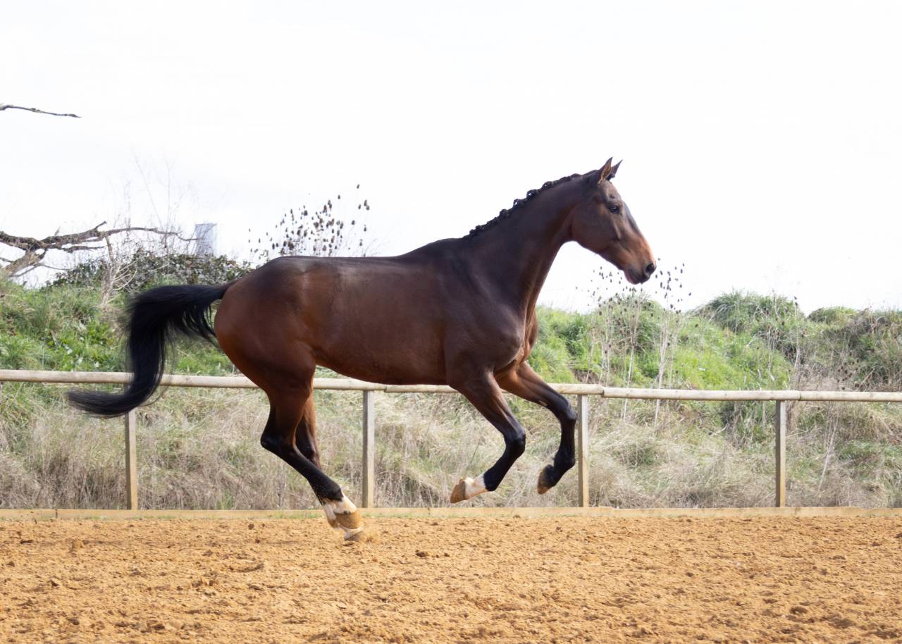 Ruin Bekend ras Te koop 2018 Donker bruin / bai ,  DAKTARI DE LA GESSE