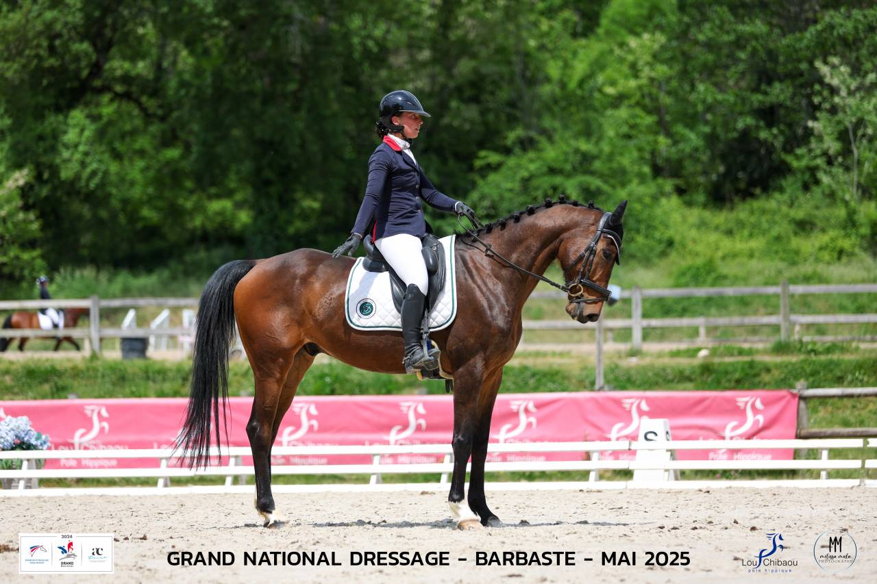 Ruin Bekend ras Te koop 2018 Donker bruin / bai ,  DAKTARI DE LA GESSE