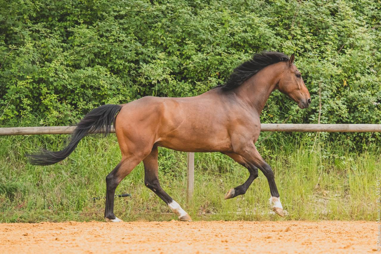 Ruin Bekend ras Te koop 2018 Donker bruin / bai ,  DAKTARI DE LA GESSE