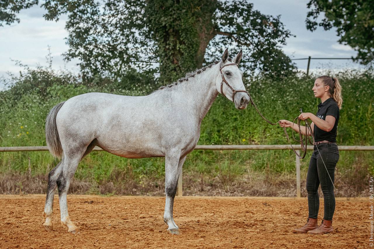 Merrie Lusitano Te koop 2019 Schimmel ,  ESPIRITO DA MATA