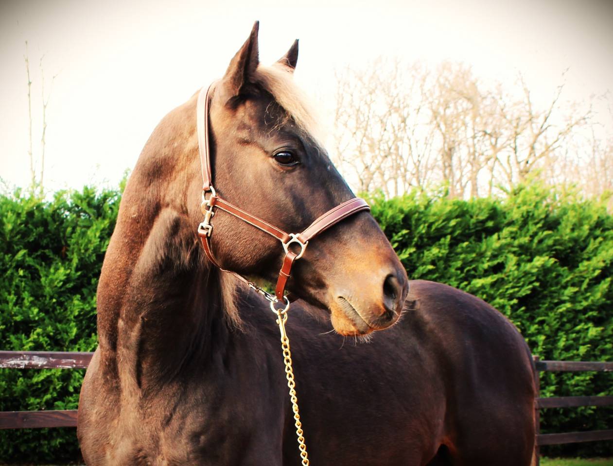 SILVER ONEX WOOD - Quarter Horse 2015 ,  Silver wood strike