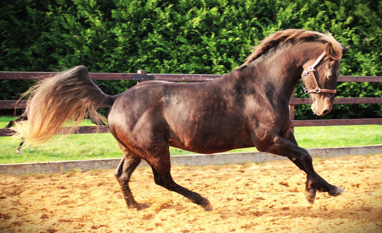 SILVER ONEX WOOD - Quarter Horse 2015 ,  Silver wood strike