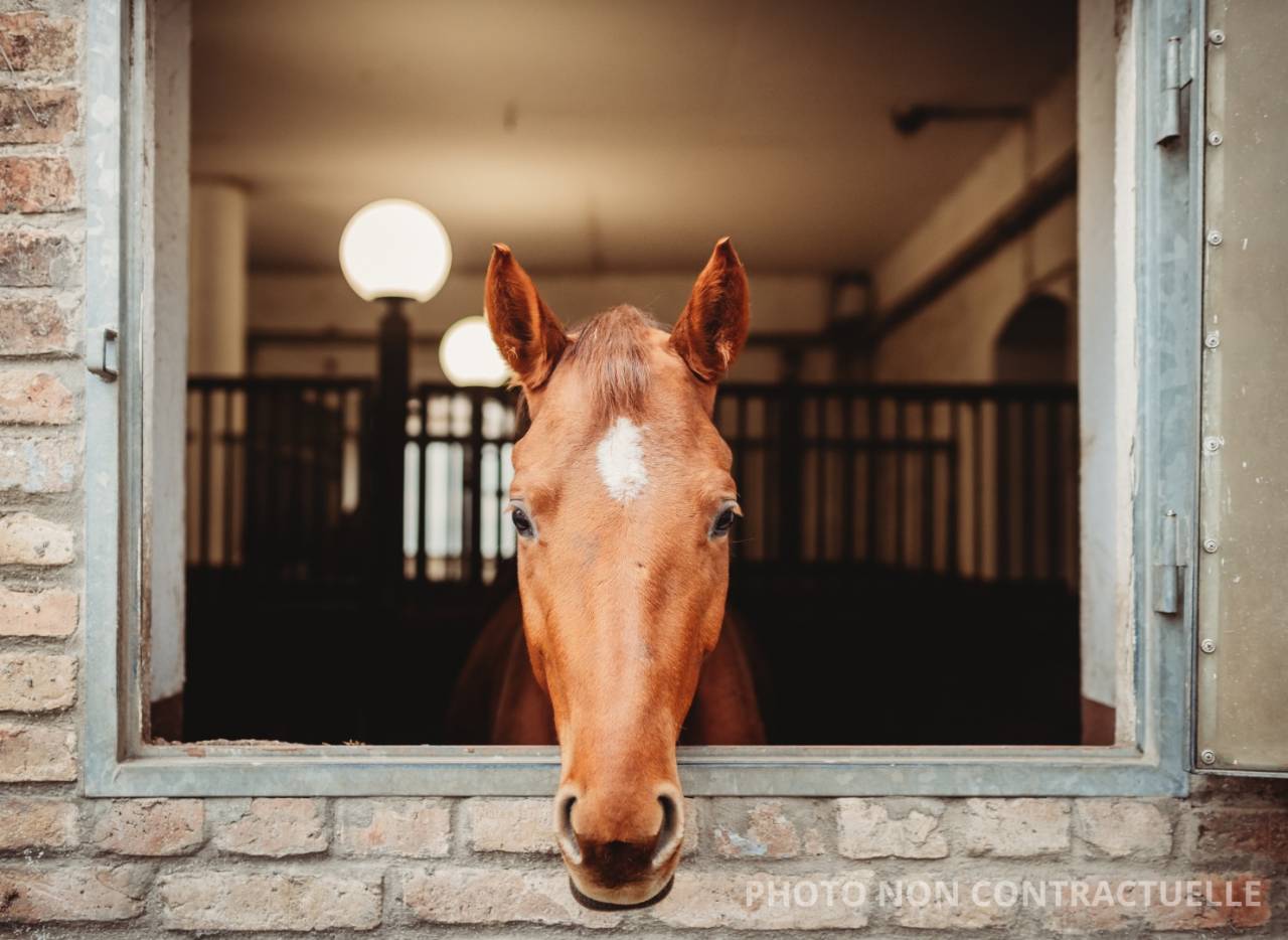Eigenaren stal Koop Bouches-du-Rhône
