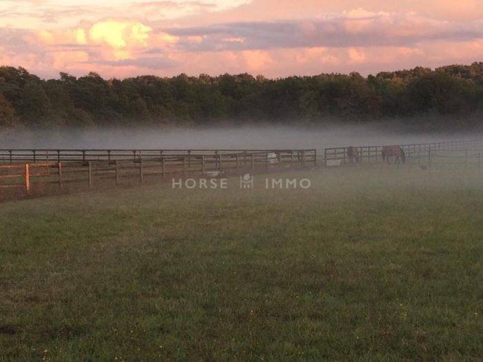 Stoeterij Koop Seine-et-Marne