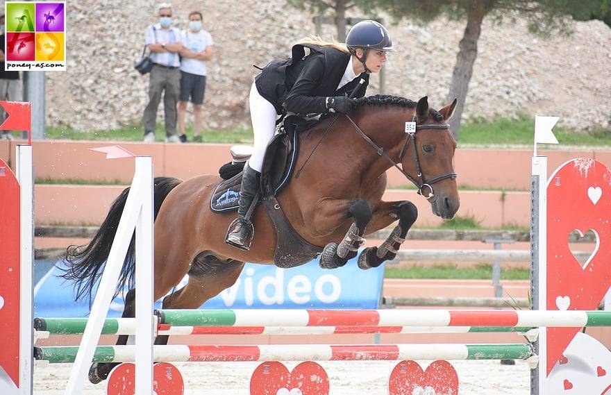 Hengst New Forest Te leen 2014 Donker bruin / bai