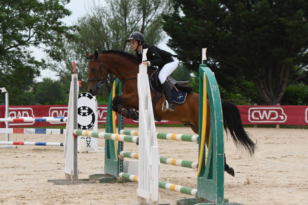 Hengst New Forest Te leen 2014 Donker bruin / bai