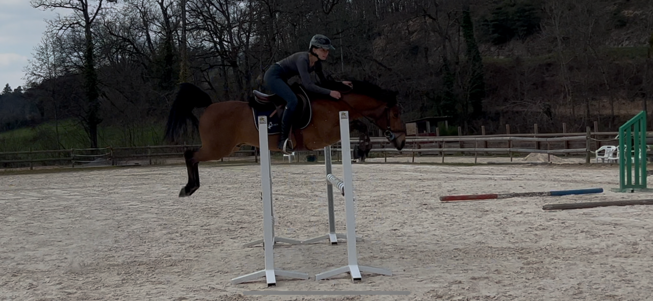 Hengst New Forest Te leen 2014 Donker bruin / bai