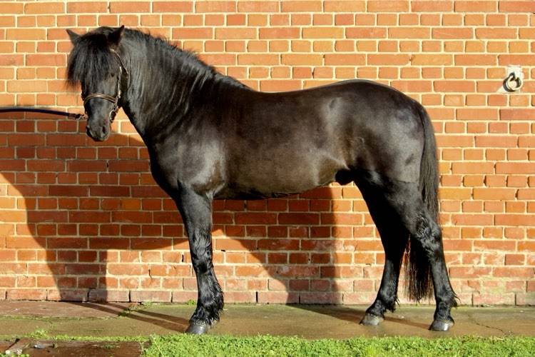 Green Bell Pepper d'Ash - Dartmoor 2016 ,  moortown storm