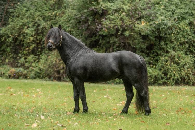 Green Bell Pepper d'Ash - Dartmoor 2016 ,  moortown storm