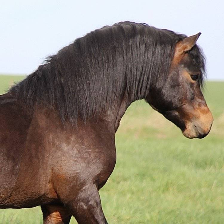 Trewassick Warleggan - Dartmoor 2017 ,  SHILSTONE ROCKS WARLORD