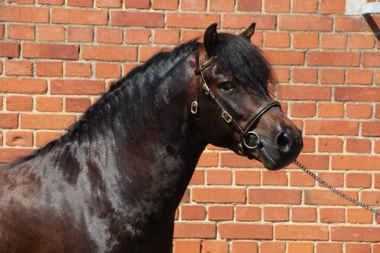 Trewassick Warleggan - Dartmoor 2017 ,  SHILSTONE ROCKS WARLORD