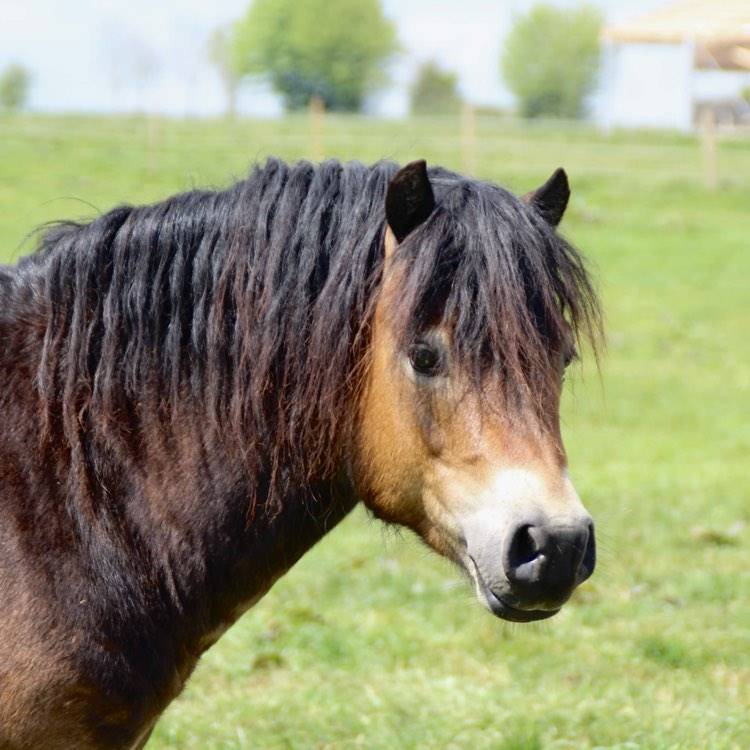 Shisltone Rocks Rigadoon  - Dartmoor 2012 ,  SHISLTONE ROCKS NORTHCOUNTRYMAN