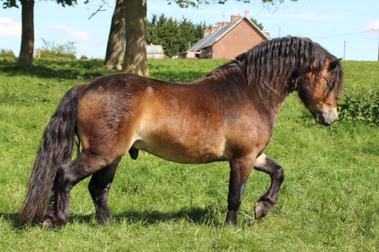 Shisltone Rocks Rigadoon  - Dartmoor 2012 ,  SHISLTONE ROCKS NORTHCOUNTRYMAN