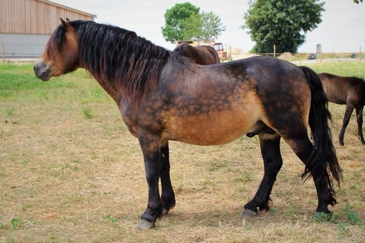 Shisltone Rocks Rigadoon  - Dartmoor 2012 ,  SHISLTONE ROCKS NORTHCOUNTRYMAN
