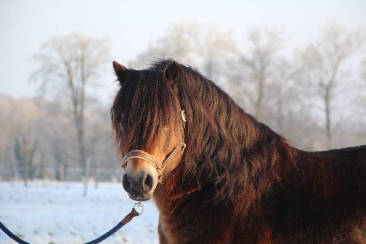 Shisltone Rocks Rigadoon  - Dartmoor 2012 ,  SHISLTONE ROCKS NORTHCOUNTRYMAN