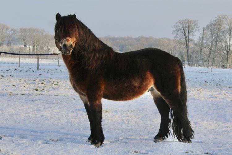 Shisltone Rocks Rigadoon  - Dartmoor 2012 ,  SHISLTONE ROCKS NORTHCOUNTRYMAN
