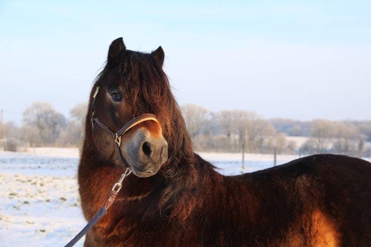 Shisltone Rocks Rigadoon  - Dartmoor 2012 ,  SHISLTONE ROCKS NORTHCOUNTRYMAN