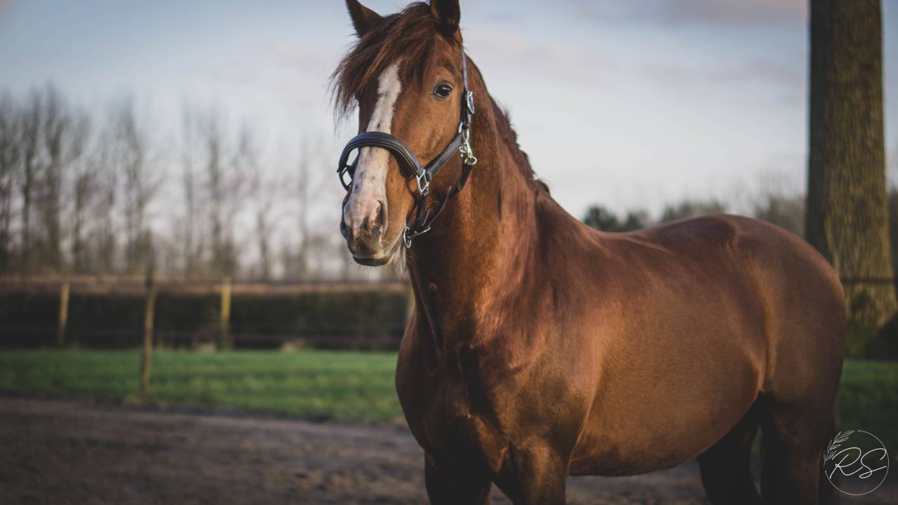 Discreto MP - PRE Puur Ras Spaans 2011