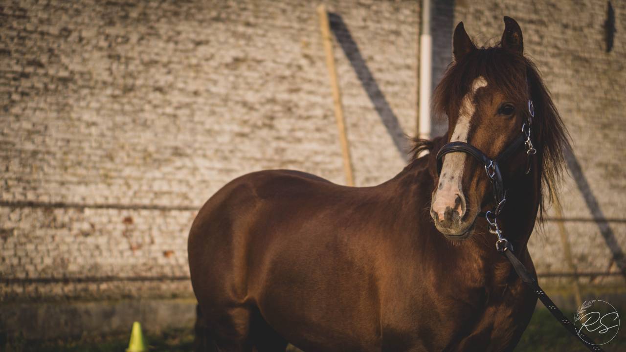 Discreto MP - PRE Puur Ras Spaans 2011