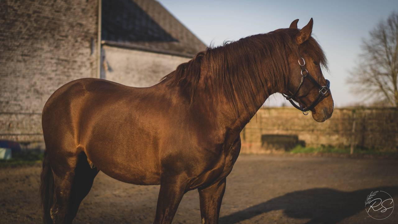 Discreto MP - PRE Puur Ras Spaans 2011