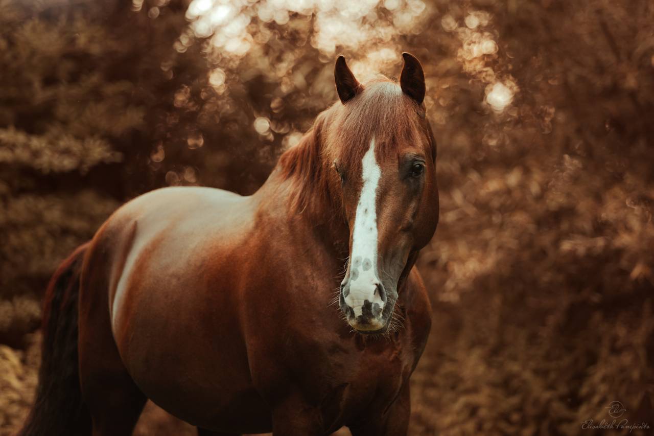 Discreto MP - PRE Puur Ras Spaans 2011