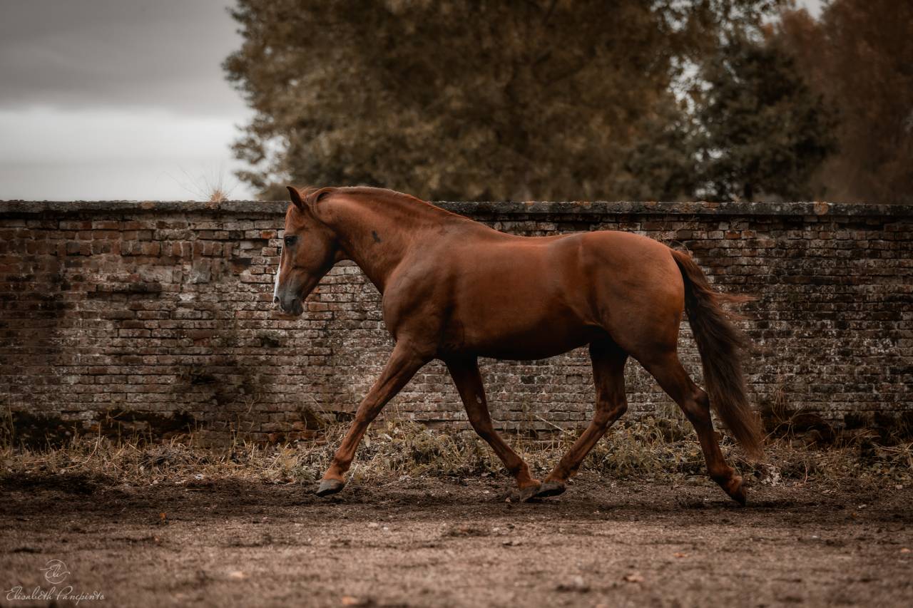 Discreto MP - PRE Puur Ras Spaans 2011