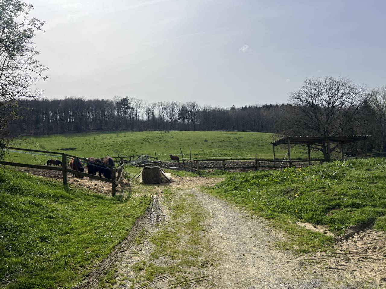 Eigenaren stal Koop Corr&egrave;ze