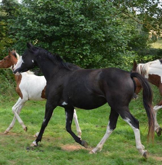 Veulen (ml) Anglo-Arabier Te koop 2023 Overige kleuren ,  PETRUS DE LAFON