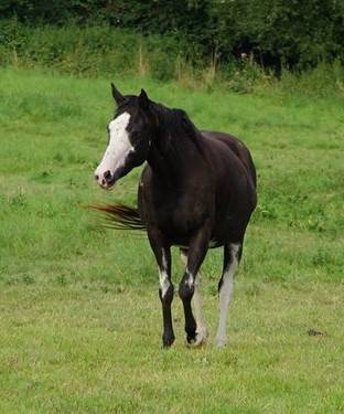 Veulen (ml) Anglo-Arabier Te koop 2023 Overige kleuren ,  PETRUS DE LAFON