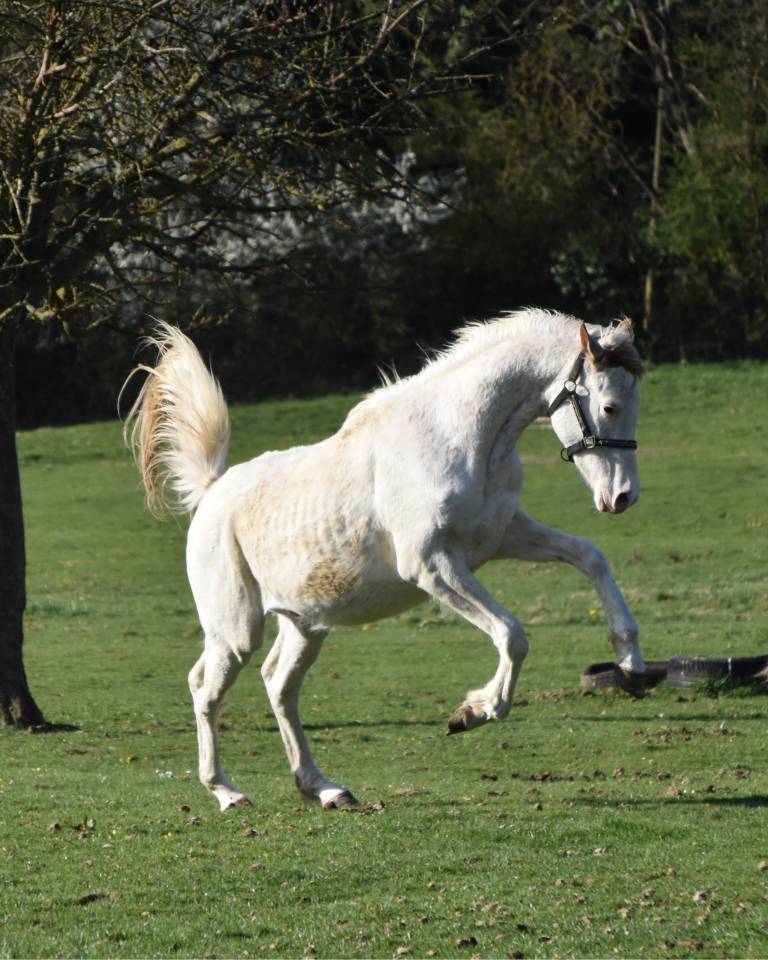 Veulen (ml) Anglo-Arabier Te koop 2023 Overige kleuren ,  PETRUS DE LAFON